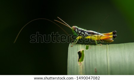 Yellow Red-legged Rice Grasshopper perching on grass leaf