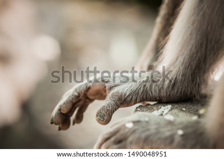 Monkey. Close up photo of monkey's hands and legs. Sacred Monkey Forest. Ubud, Bali, Indonesia