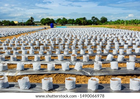 Row fo Coconut coir in nursery white bag for farm with fertigation , irrigation system to be used for growing strawberries. Royalty-Free Stock Photo #1490066978