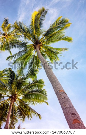 Tropical palm tree on blue sky background, vertical photo, Summer travel destination. Social media cover image. Fluffy palm leaf on wind. Idyllic tropical island seaside landscape