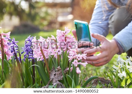 Hands of an young girl taking a photo using modern smartphone camera of blossoming hiacinth flowers in the garden in spring