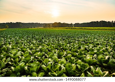 Green cabbages heads in line grow on field. Royalty-Free Stock Photo #1490088077