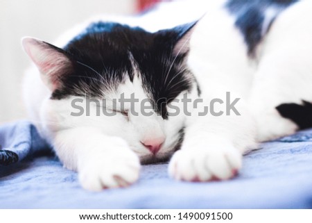 Black and white cat sleeping in bed