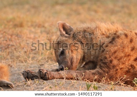 Spotted hyena resting and sleeping, Masai Mara National Park, Kenya.