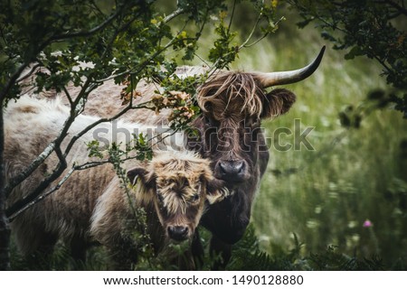 Highland cow and her calf