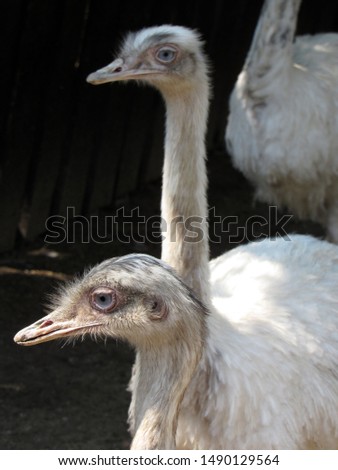 Ostrich. Big bird. Long neck and paws. Sharp beak.