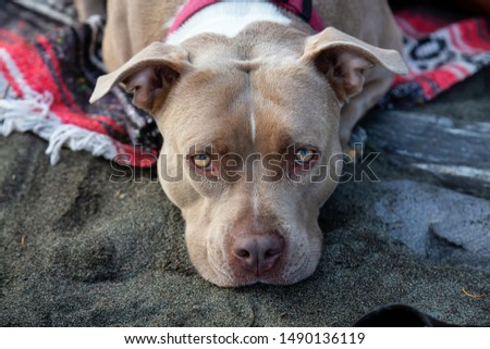 Adorable Closeup picture of a Cute Dog, Pit Bull, laying on the beach during summer evening. Taken in Vancouver Island, BC, Canada.