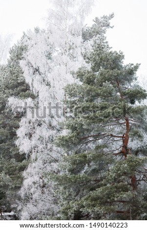 Tree branches covered in beautiful hoarforst snow