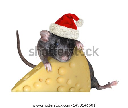 The pet rat in Santa Claus red hat is hugging a big piece of cheese with holes. White background. Isolated.