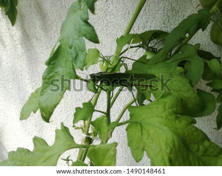 
large green grasshopper hidden on balcony on tomato leaves