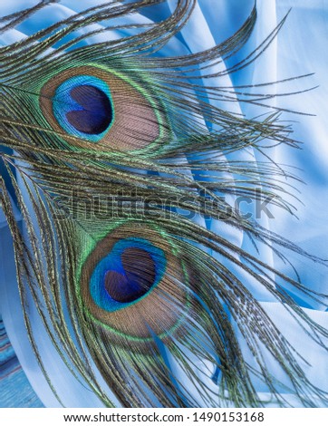 Close-up of a peacock's tail feathers isolated on in a blue fancy fabric background