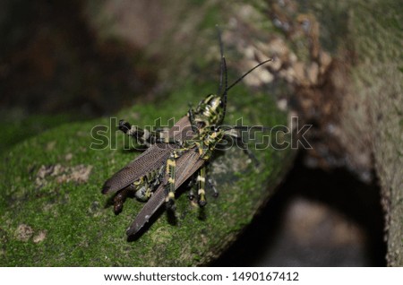 Brazilian bug cricket green and yellow