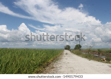 Landscape rural view photography of rice field