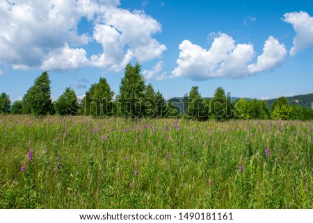 Green field with pink flowers of fireweed (Ivan - tea) on the background of the forest and blue sky with clouds