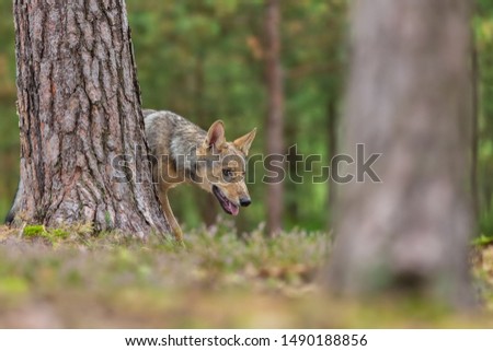 cute young wolf in autumn forest