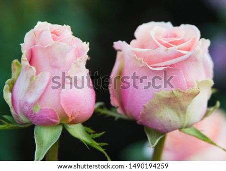 Beautiful and delicate live flowers of roses