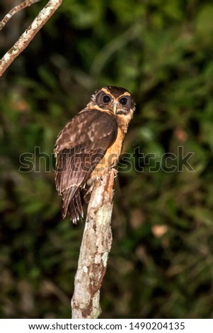 Tawny browed Owl photographed in Linhares, Espirito Santo. Southeast of Brazil. Atlantic Forest Biome. Picture made in 2012.