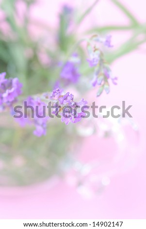 lavender blossom close-up
