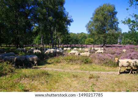 View on herd of sheep grazing in glade of dutch forest  heathland with purple blooming heather erica carnea plants (Ericaceae).Focus on sheep right side. - Venlo, Netherlands, Groote Heide