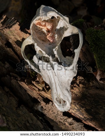 Animal Skull Lies on Old Ruined Stump in Deciduous Forest, Close-Up. Autumn Season. 