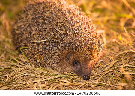 Cute hedgehog on the grass at  night. Young beautiful hedgehog in natural habitat outdoors in the nature.