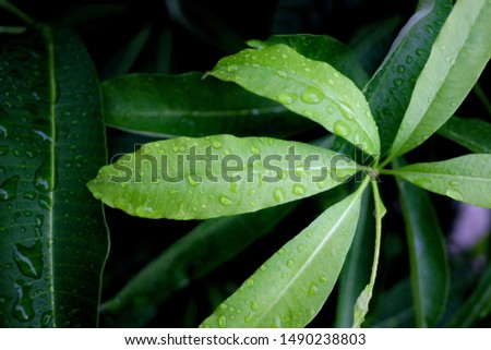 Rain droplets on green tropical plant leaves with dark background 