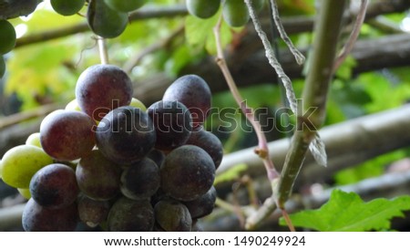 green leaves and grains of black grapes