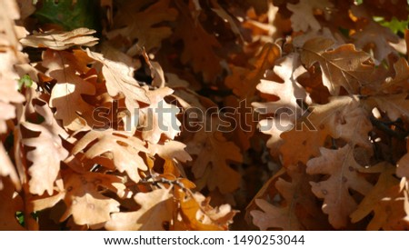 dried forest leaves and brown hues