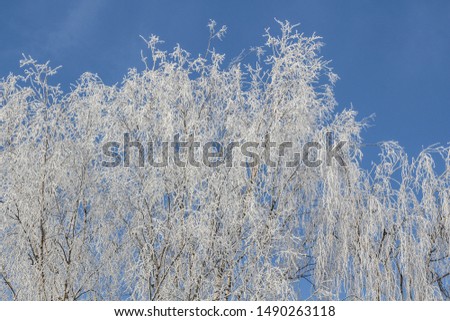 Winter Tree Frost on the Branch. Hoar-frost on trees in winter stock photo. Merry Christmas. Gift card 