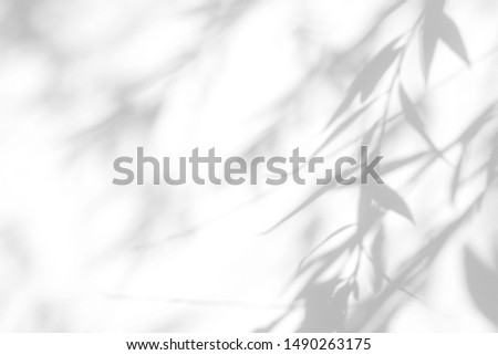 Gray shadow of the willow tree leaves on a white wall. Abstract neutral nature concept blurred background. Space for text. Overlay effect for photo.