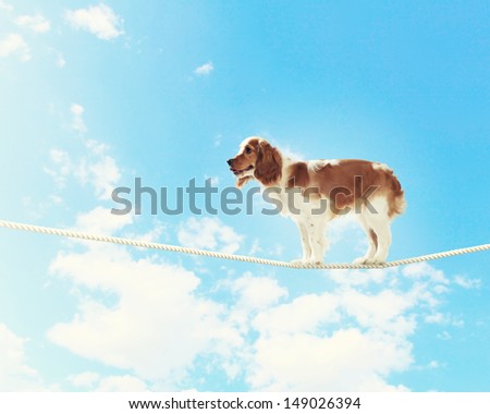 Image of spaniel dog balancing on rope