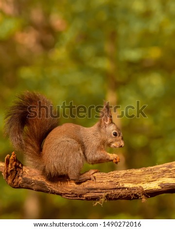 Squirrel eating on a tree in the park. Green forest cute wild animal