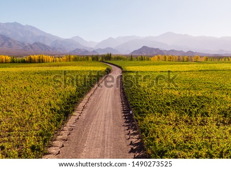 Winding path down Vineyard, leading towards nature, view of mountain background, blue clear sky and green winery. Perspective, goal, outdoors, nature, travel concepts. Mendoza, Argentina