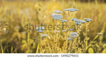 Scenic nature summer background of small wild meadow flowers at evening. Soft focus blured image at sunny sunset time.