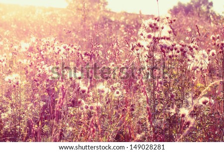 Wild flowers in the sun