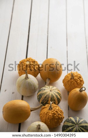 Diverse assortment of pumpkins on a wooden background. Autumn harvest.

