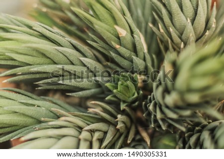 Cactus Araucaria closeup on green background