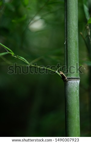 Green bamboo tree beautiful nature background