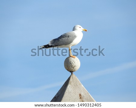 Seagull standing on the top of a building, looking far away