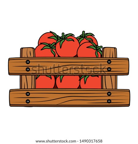 fresh tomatoes vegetable in wooden box