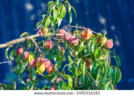 Peach on a branch in a orchard. Nature background. Harvest of ripe peaches