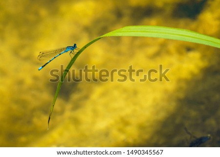 The Beauty of the Dragonfly in it's Natural Environment