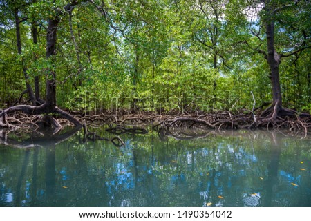Scenic seaside view of tranquil mangrove swamp landscape on the coast of Bahia, Brazil