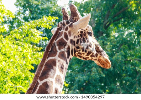 Close-up portrait of a giraffe against green foliage background