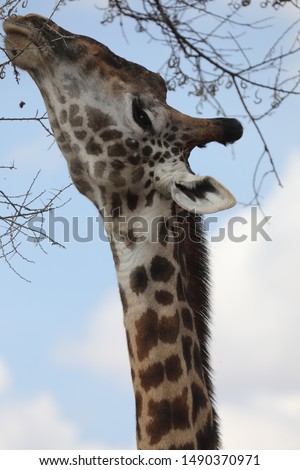giraffe eating from a tree