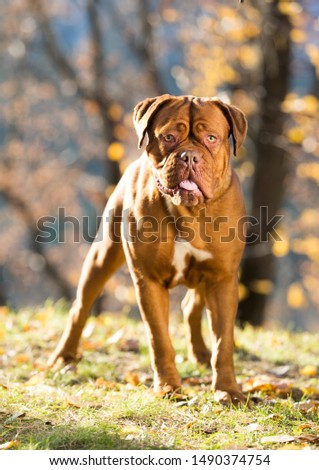 Big dog moloss French Mastiff. Dogue de Bordeaux. Royalty-Free Stock Photo #1490374754