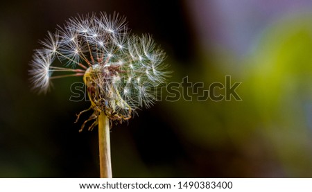 Picture of a Dandelion (Macro)