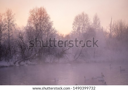 View of the winter lake with swans. "Lebedinyj" Swan Nature Reserve, "Svetloye" lake, Urozhaynoye Village, Sovetsky District, Altai region, Russia