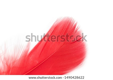 Beautiful red feather on white background