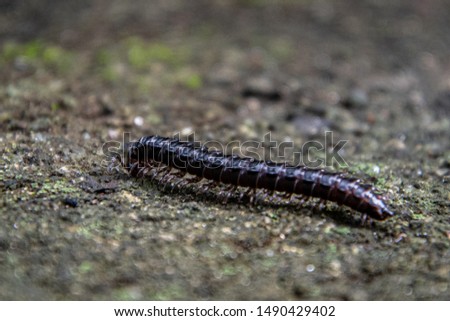 Solo millipede on the ground
